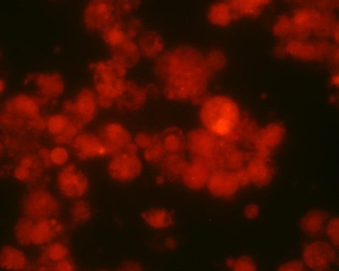Ryc. 7 Spontaniczne wchłanianie DNA przez komórki i jądro komórek U937 (czerwone Cy-3)