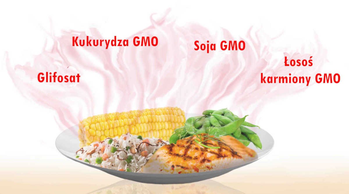 Sekretne składniki-Glifosat-Kukurydza GMO-Soja GMO