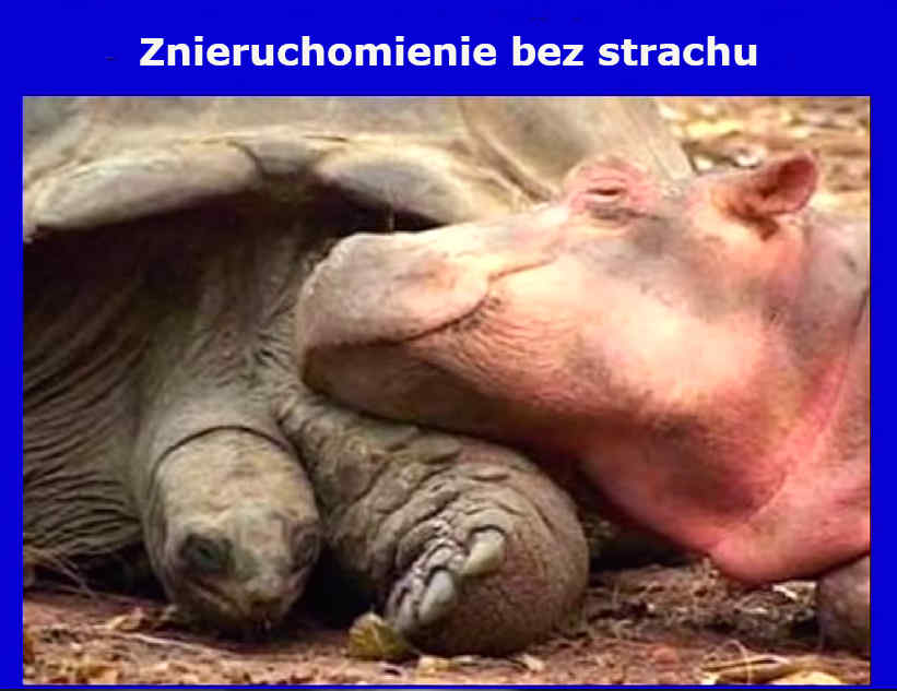 znieruchomienie bez strachu - zółw i hipopotan