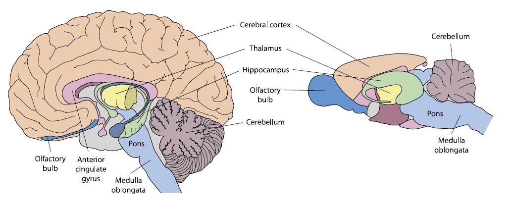 Ludzki (lewy) i myszy (prawy) mózg, obrazy nie są wykonane w skali.