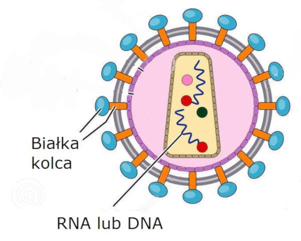 Białka kolca wirusa - białko kolcowe