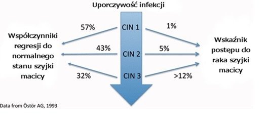 Współczynniki regresji do normalnego stanu szyjki macicy - CiN 1, CIN 2 i CIN 3