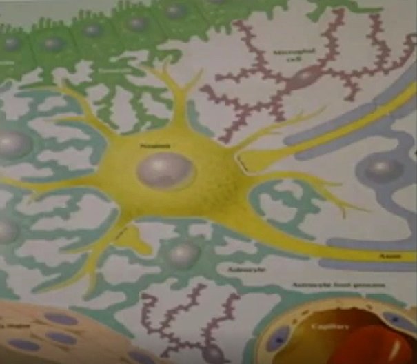 Astrocyty posiadają małe wypustki stopowate okrywające synapsy
