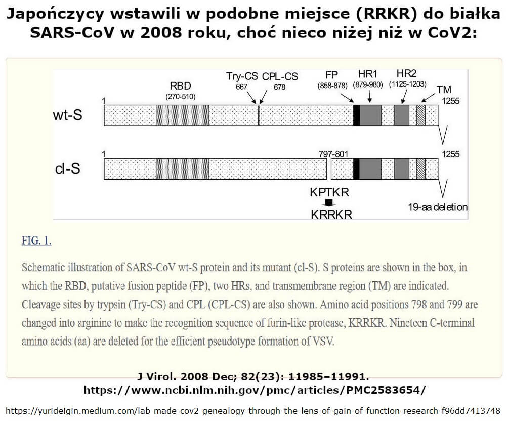Japończycy wstawili w podobne miejsce (RRKR) do białka SARS-CoV w 2008 roku, choć nieco niżej niż w CoV2