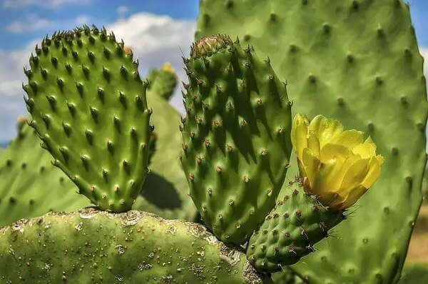 Kaktus, będący już częścią kuchni meksykańskiej, można dodawać do sałatek i koktajli.