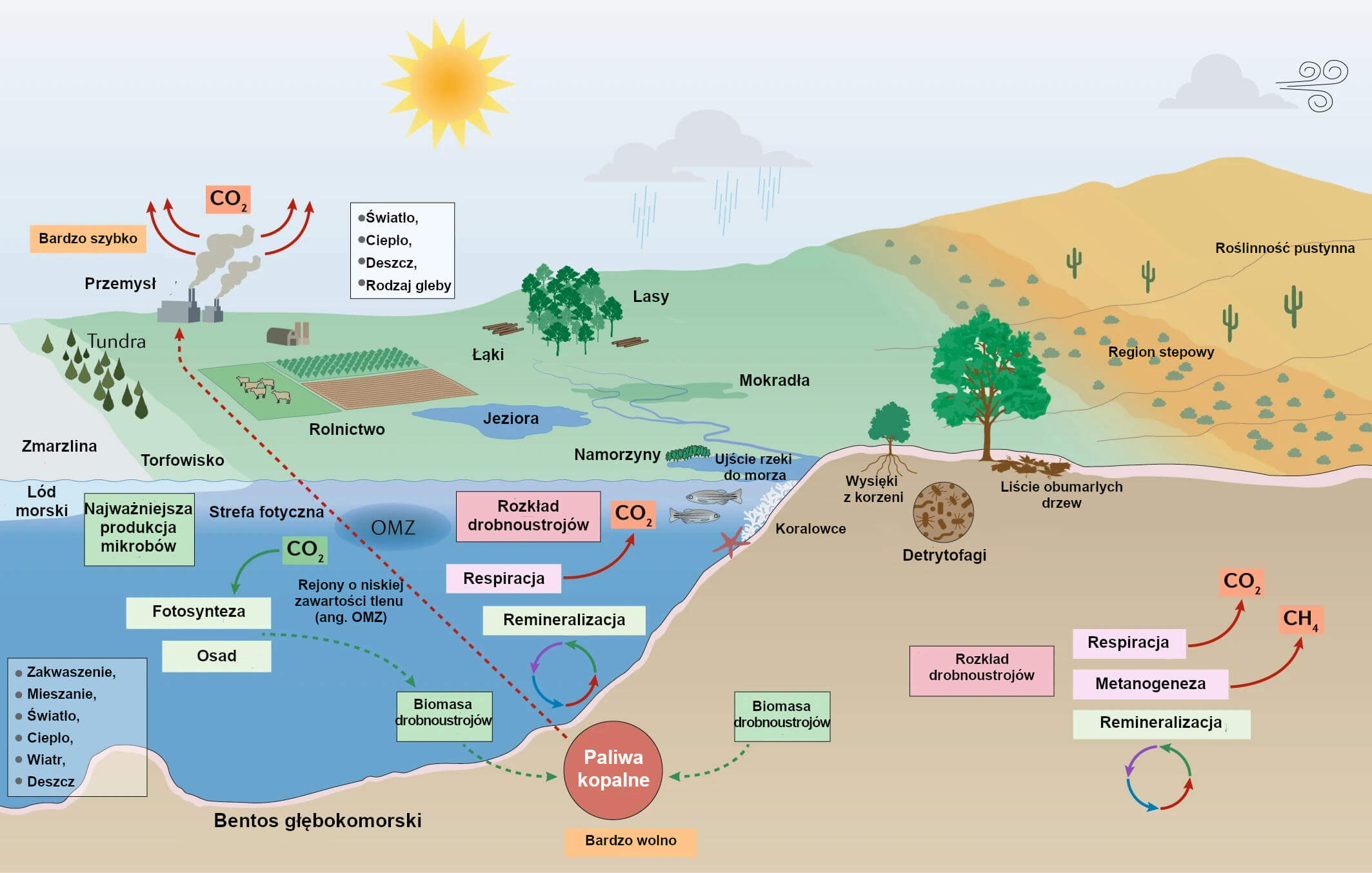 Ilustracja 1: Mikroorganizmy i zmiany klimatyczne w biomach morskich i lądowych.