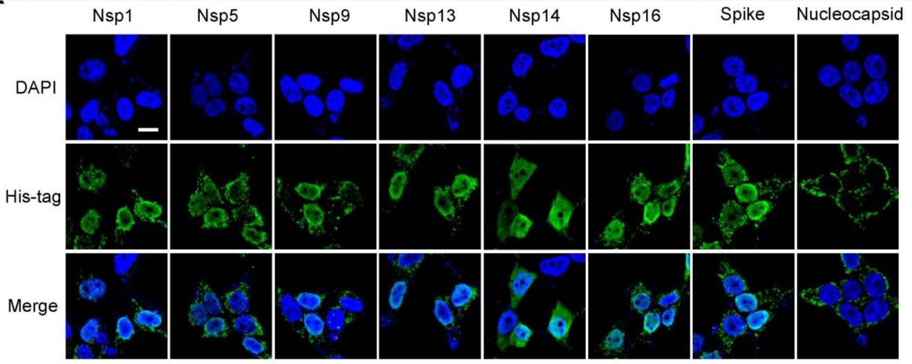 Obecność białek niestrukturalnych (NSP) w komórce, od NSP1 po 5, 9, 13, 14 i 16, oraz białko kolca