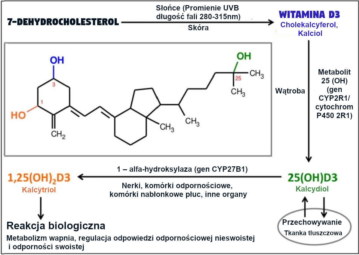 Szlak metaboliczny witaminy D3