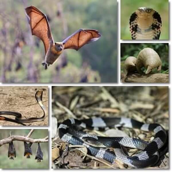 Nietoperze, węże czy łuskowce
