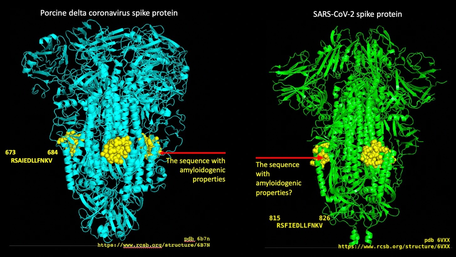 Białka kolców koronawirusa delta u świń (cyjan) i SARS-CoV-2 (zieleń)