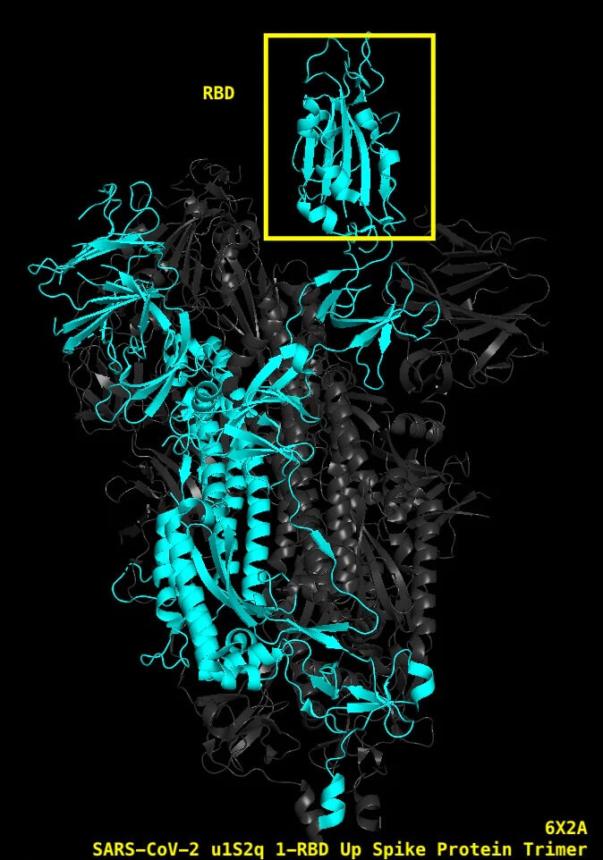 Struktura glikoproteiny kolca SARS-CoV-2 z RBD 