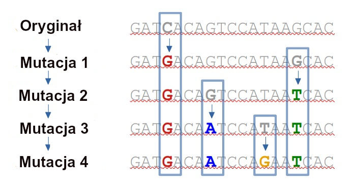 Oryginalna sekwencja DNA i 4 kolejne mutacje