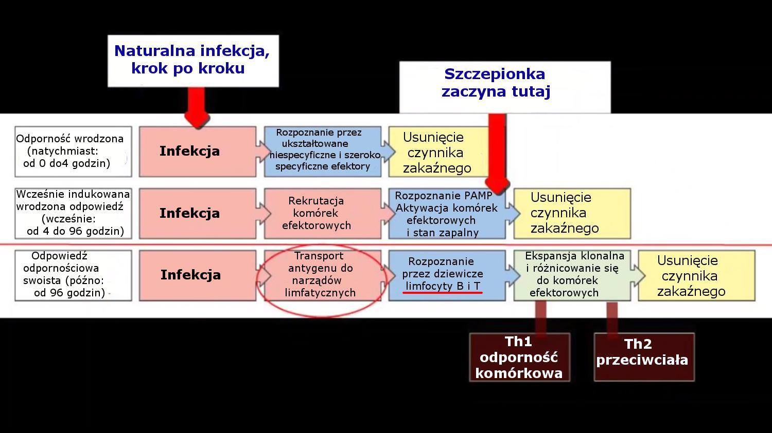 Naturalna infekcja, krok po kroku - Trzy Etapy