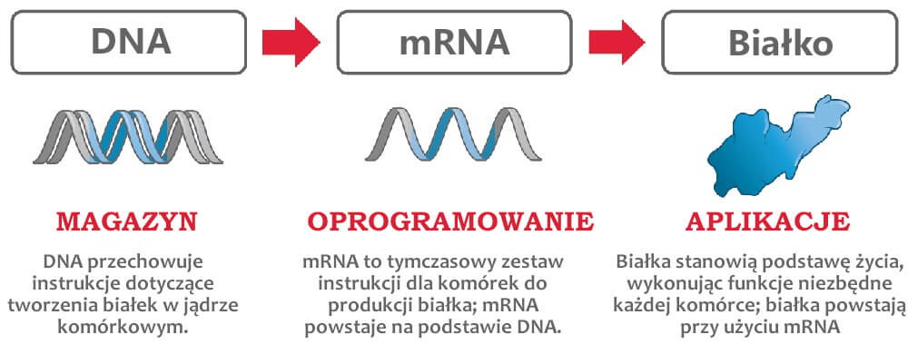 Nasz system operacyjny - Moderna