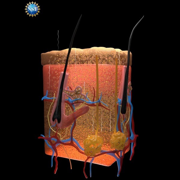 Pokrycie myszy popularnym barwnikiem spożywczym sprawia, że ich skóra staje się przezroczysta