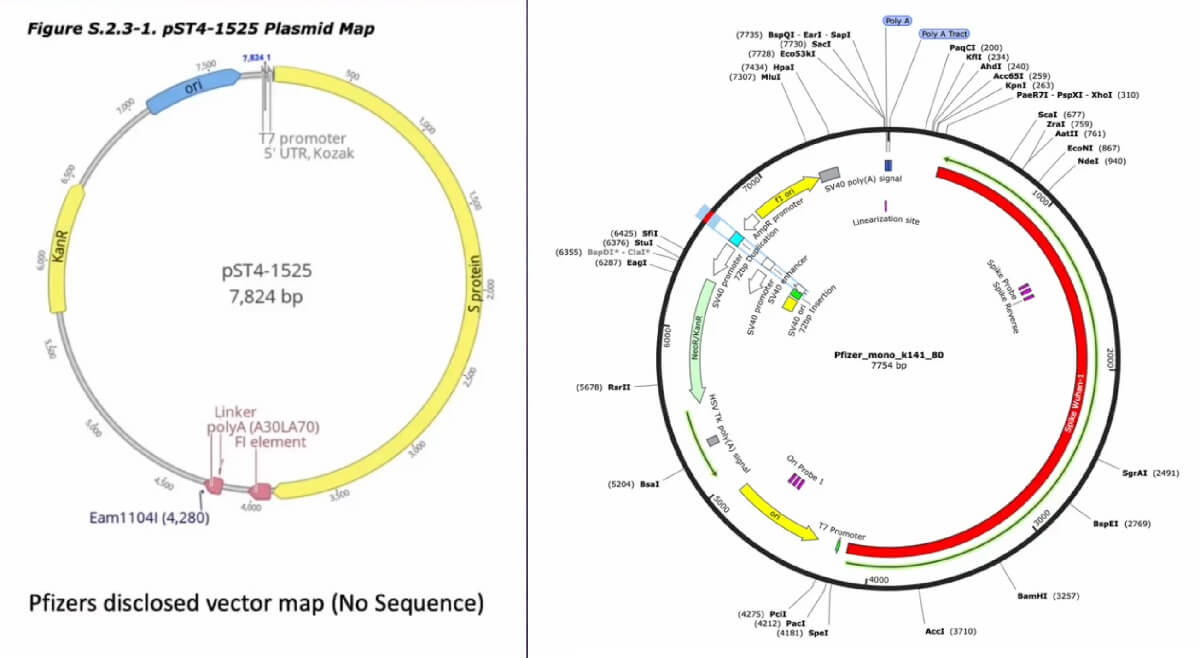 Mapa plazmidu przekazana przez Pfizer Europejskiej Agencji Leków (EMA) oraz Mapa plazmidu jednowalentnego firmy Pfizer – Kevin McKernan