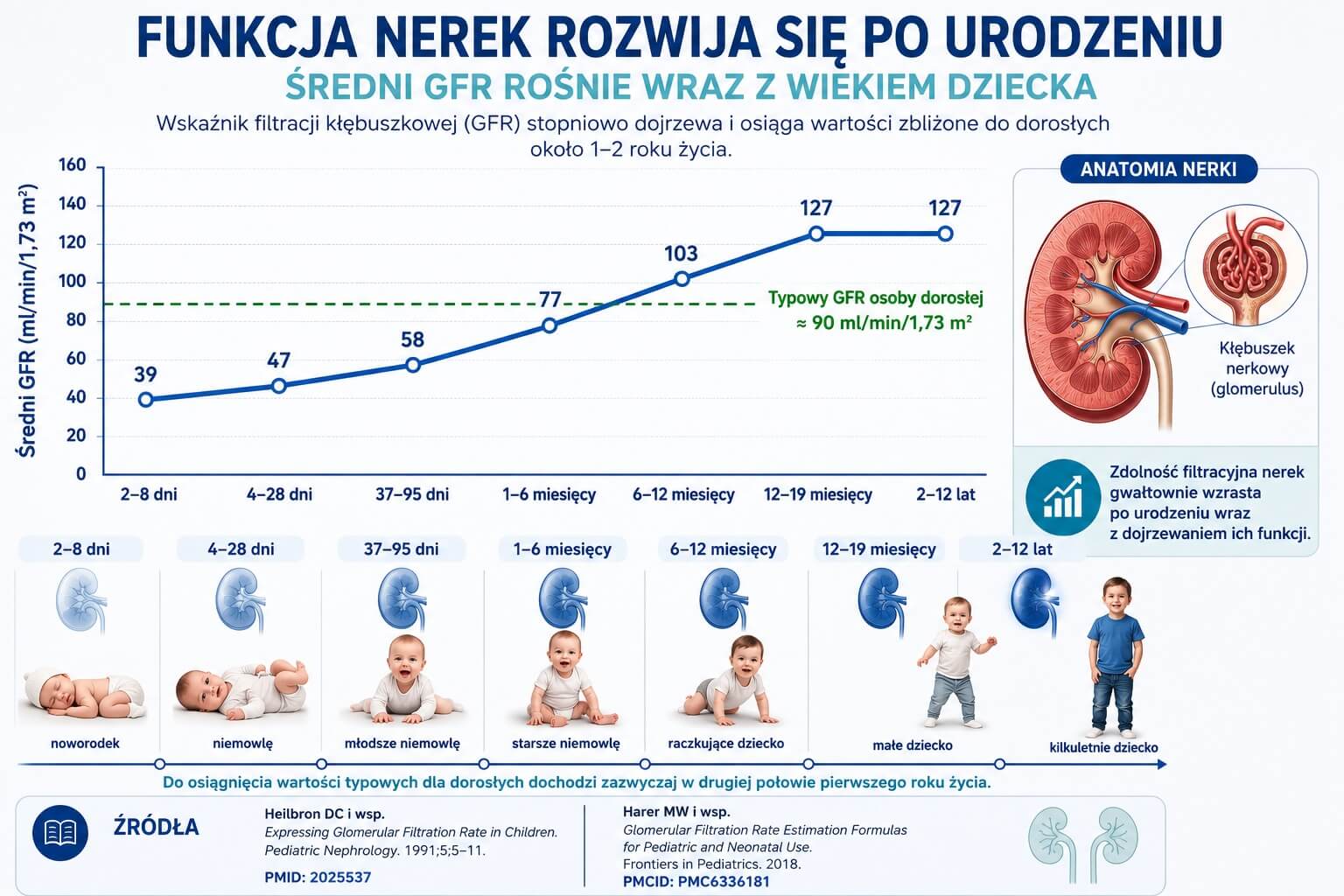Wskaźnik filtracji kłębuszkowej (GFR) we wczesnym dzieciństwie
